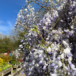 Wisteria floribunda Issai 1/2 standard - image 1