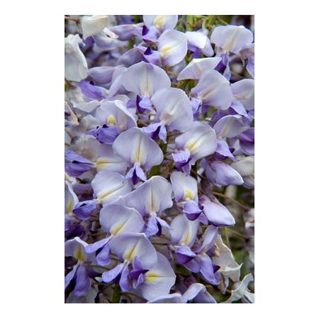 Wisteria floribunda Lawrence