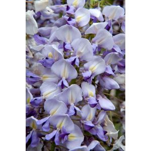 Wisteria floribunda Lawrence