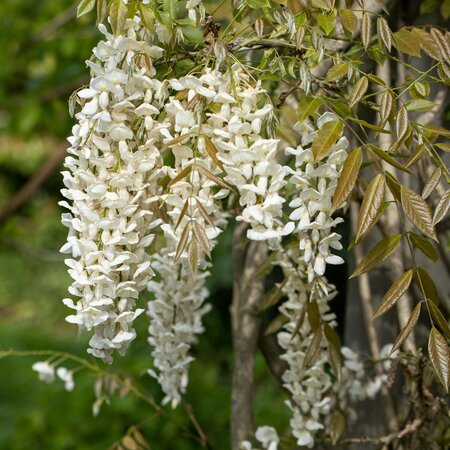 Wisteria floribunda Longissima Alba