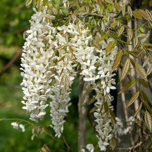 Wisteria floribunda Longissima Alba