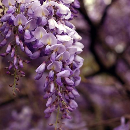 Wisteria floribunda macrobotrys
