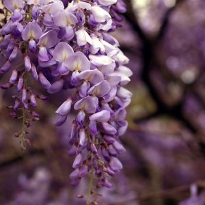 Wisteria floribunda macrobotrys
