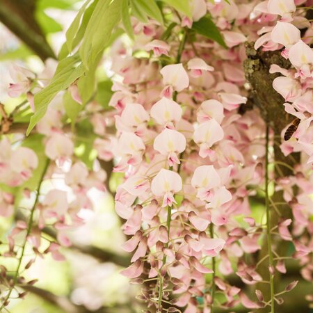 Wisteria floribunda Rosea