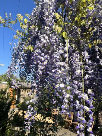 Wisteria sinensis Prolific