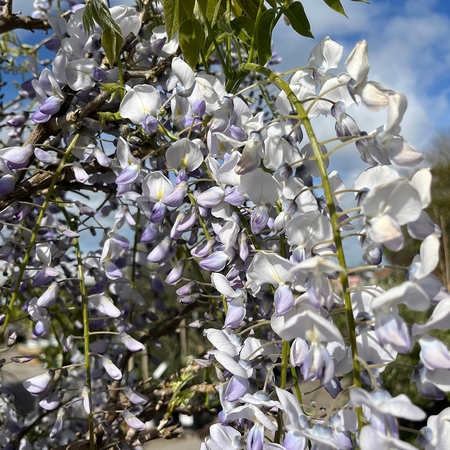 Wisteria x formosa Issai