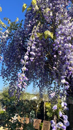 Wisteria x formosa issai