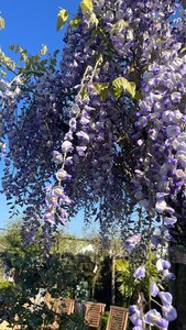 Wisteria x formosa issai