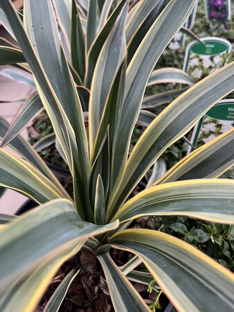 Yucca Gloriosa Variegata