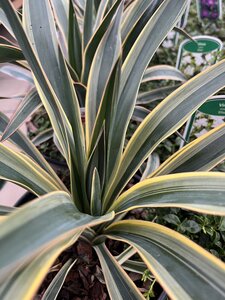 Yucca Gloriosa Variegata