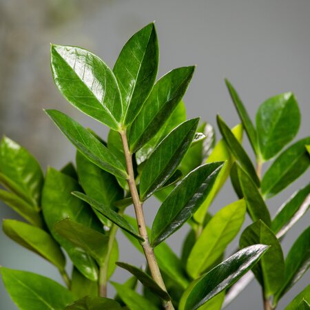 Zamioculcas zamifolia